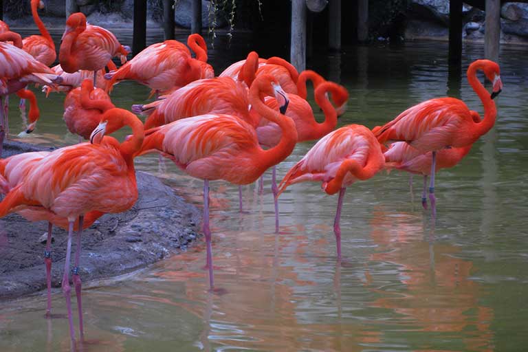 Le zoo de la Palmyre un des plus beaux en charente maritime, à la Palmyre