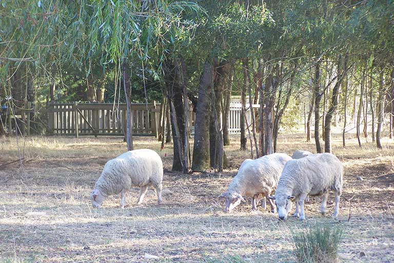 Parc avec poneys, ânes, moutons 